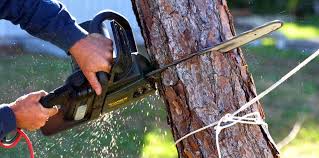 Best Hazardous Tree Removal  in Montara, CA